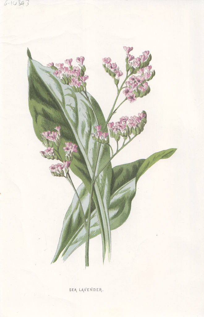 FLOWERS. Sea-Lavender c1895 old antique vintage print picture